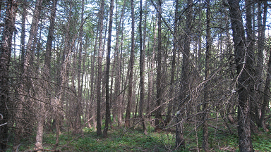 Forêt avant une coupe