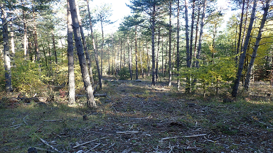 5 ans après la coupe