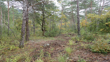 2 ans après une coupe