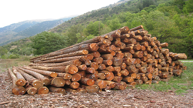 Production de Mélèze