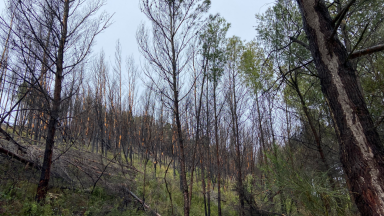 Bois brulés derrière la colline du Graveyron