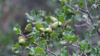 Chêne kermès avec ses fruits