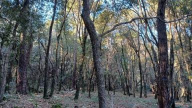 1. Sur la zone concernée, les arbres à couper sont marqués d'un point bleu. 