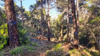 2. Des cloisonnement d'exploitation sont mis en place pour préserver le sol du reste de la forêt.