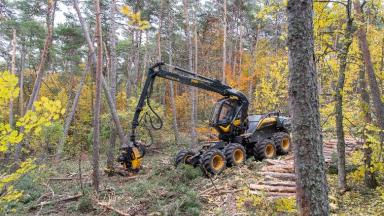 3. L'abatteuse vient couper les arbres marqués.