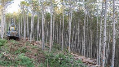 4. Les bois sont sortis de la forêt (débardage) sur les cloisonnements.