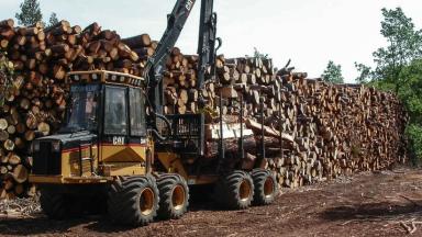 5. Le bois est amené sur une place de stockage par un porteur forestier.