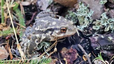 Un webinaire sur la biodiversité forestière