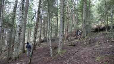 2 - Marquage des arbres