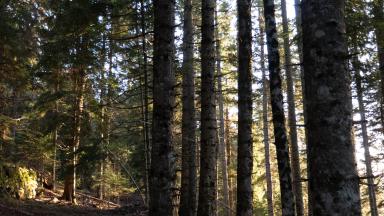 1 - Forêt dense avant intervention