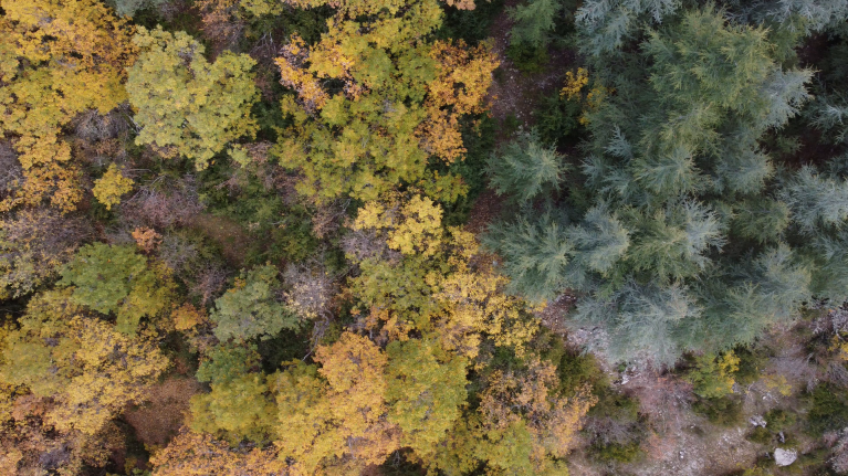 Forêt mélangée - Bernard Petit © CNPF